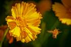 USA-Colorado-Fort Collins Honey bee flying near yellow flower Art Print